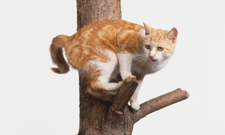 Cat balanced on the branch of a tree