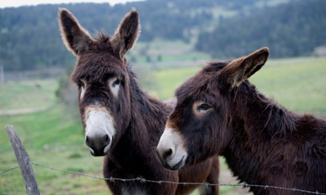 Two donkeys in a field