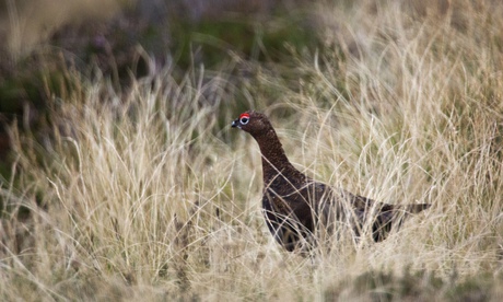 red grouse 
