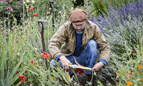 Dan Pearson dividing irises
