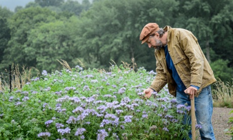 Kind of blue: getting ready to dig in Phacelia (green manure.)