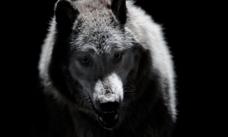 A wolf