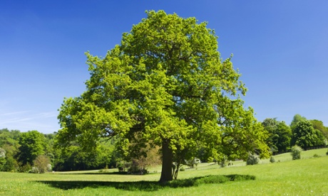 Oaks provide a sun-shade, safe harbour and nourishment to many animals.