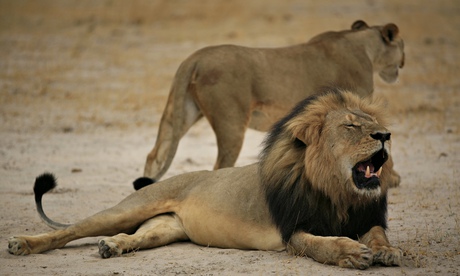 Cecil the lion Jenkins