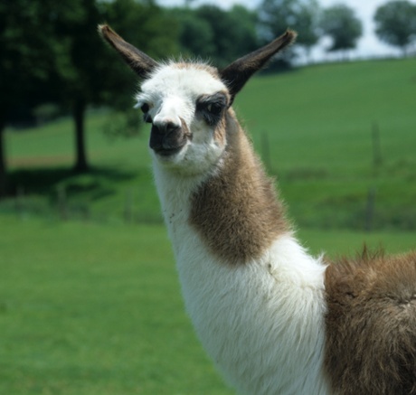 A llama on a Sussex farm