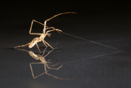 A spider anchors itself with a strand of silk