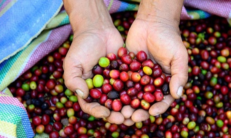 Hands holding deep red beans