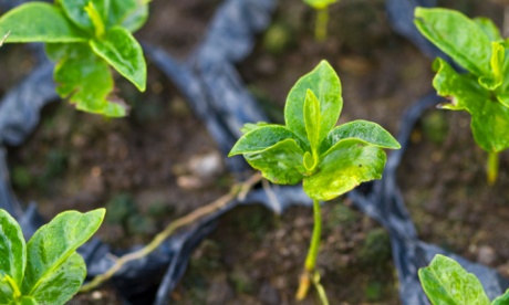 Plants growing out from the soil