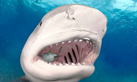 Tiger shark