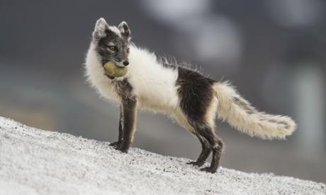 The week in wildlife – in pictures