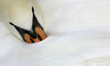 A swan rests.