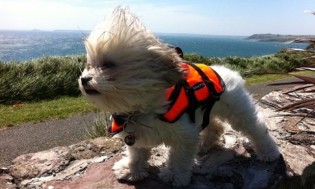 Uanín (means little lamb in Irish) loves nothing better than to go boating whilst on holiday. Safety first though!