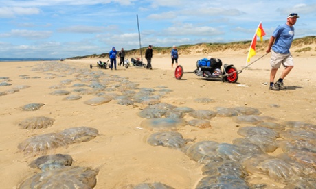 Thousands of jellyfish are washed-up on Pembrey Sands 
