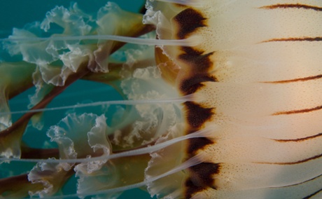 Compass jellyfish, Chrysaora hysoscella, close up, macro shot, swimming along sideways across image, Cornwall, UK.