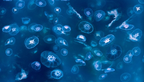 Huge aggregation Moon jellyfish Aurelia aurita in crystal waters Loch Na Keal Mull Inner Hebrides Scotland