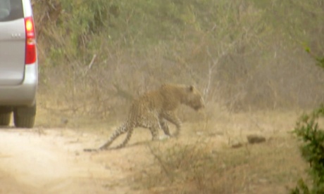 Leopard attack