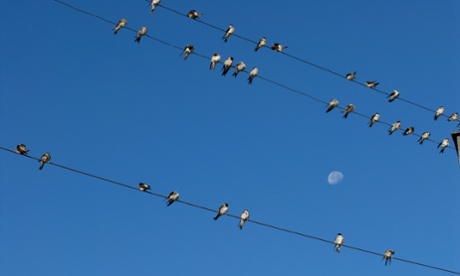 Swifts on a telephone wire. As Cowen watches them he feels a sharp connection to the rhythms of nature.