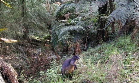 Swamp wallaby at Dandenong ranges national park.
