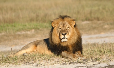 Cecil the lion rests in Hwange National Park, in Hwange, Zimbabwe.