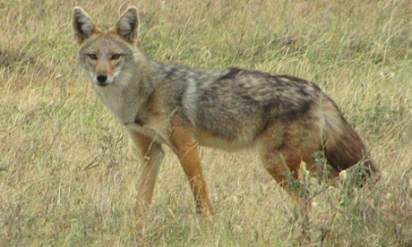 AfricanGoldenWolf