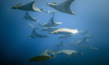 Devil rays in Atlantic: ‘beautifully paced’.