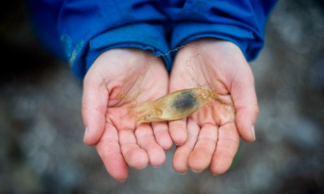 hands holding up a shark eggcase