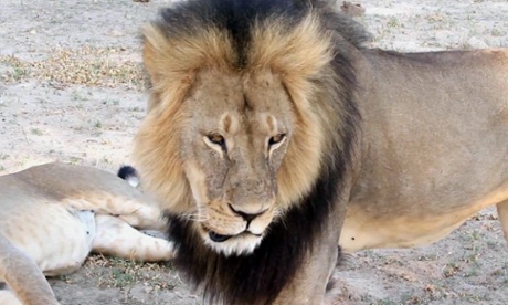 Zimbabwe's wildlife minister says extradition is being sought for Walter Palmer, the American dentist who killed Cecil the lion.