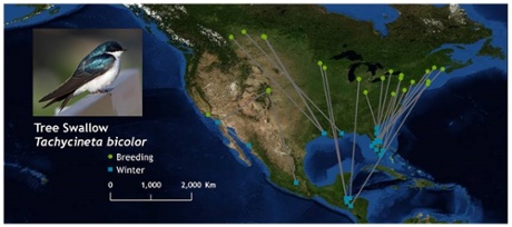 tree swallow migratory connectivity map