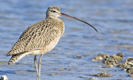 Long-billed curlew