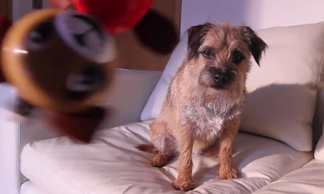 How to photograph pets