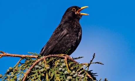 A Male Blackbird Singing on Branch (Turdus merula) in the Uk