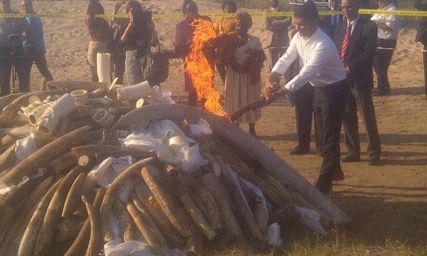 Mozambique burns world's largest rhino horn seizure | Environment | The