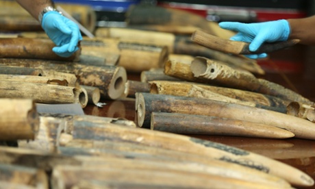 Thai authorities seized more than a hundred pieces of smuggle ivory tusks estimated 10 million Thai baht (about 295,500 US dollar or 267,860 euro) and weighing about 250 kilogram. The ivory was found inside a box while passing through an X-ray machine at the airport in Bangkok on 03 July 2015. The tusks, coming from Congo, were destined to travel to Laos via Bangkok, officials said.