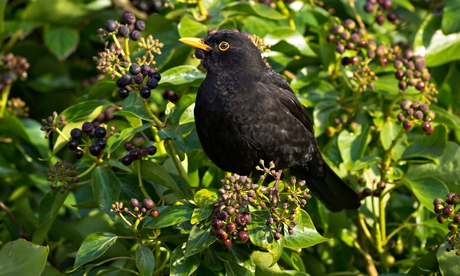 A blackbird