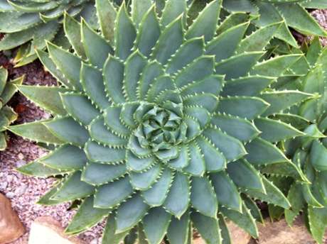 Spiral aloe (Aloe polyphylla)