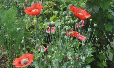 Opium poppy