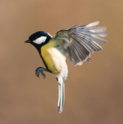 Great tit 