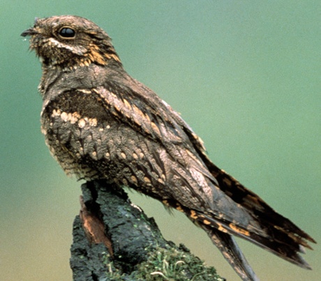 Nightjar