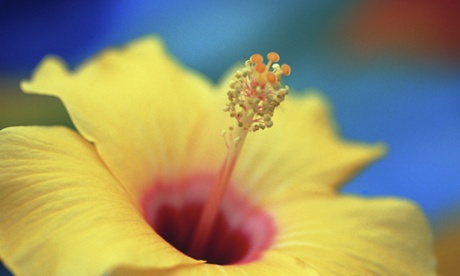 Close up of an Hibiscus stamen