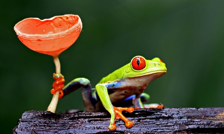 Tree frog, Sarapiqui, Costa Rica - May 2012