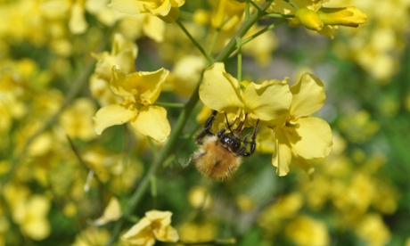 A bee on swede flowers