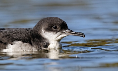 Manx shearwater