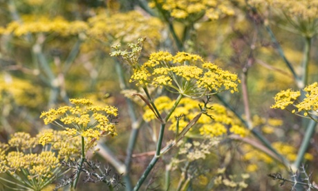 Bronze fennel