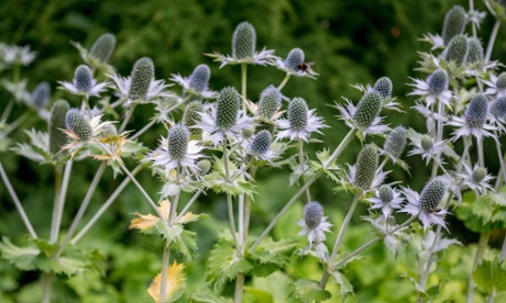 ‘Miss Willmott’s Ghost’