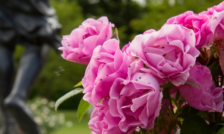 Pollen beetles on pink roses