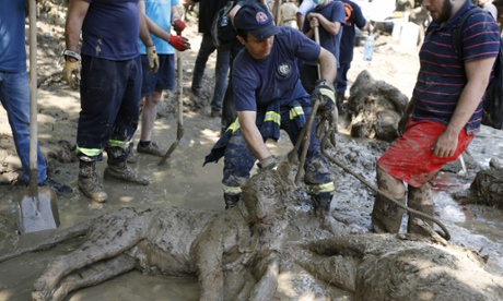 Rescue workers drag away a tiger killed by flooding at Tbilisi zoo.