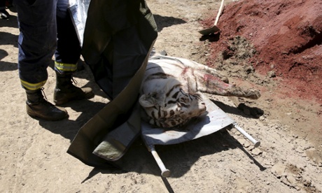 A white tiger is stretchered away after it was killed by police in Tbilisi.