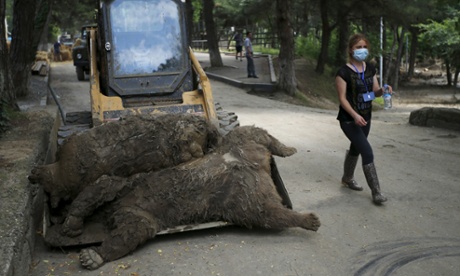 A keeper walks past dead bears at the zoo in Tbilisi.