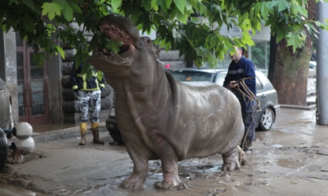 Who would not be upset by the spectacle of a hippo wandering innocently through the streets until it was shot by a tranquiliser dart?