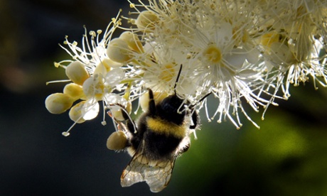 A bumblebee draws nectar from the flowers of a Sorbaria sorbifolia bush in a garden outside Moscow.